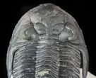 Aesthetic, Hollardops Trilobite - Great Eyes #57778-6